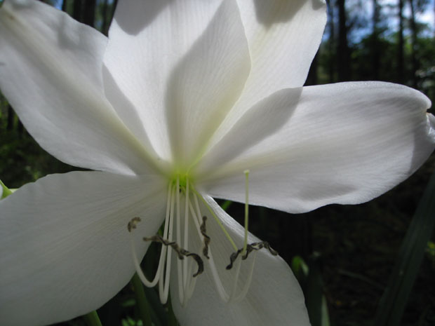 flowers_06