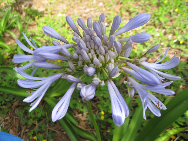 flowers_07