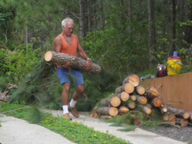pines_01