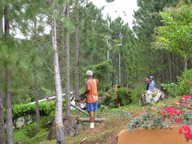 pines_02