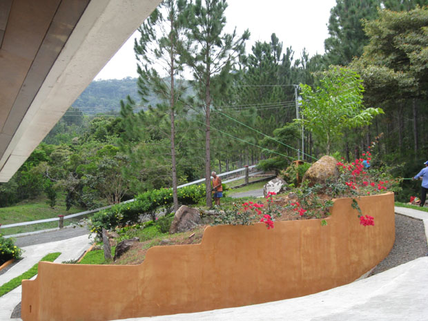 pines_03