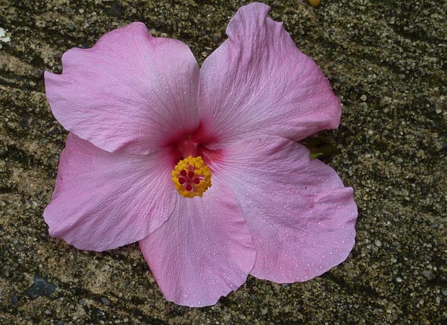 plants_0107