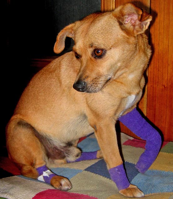 2007_bobo_purplewrap