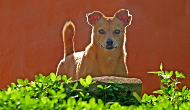 2008_bobo_rimlight