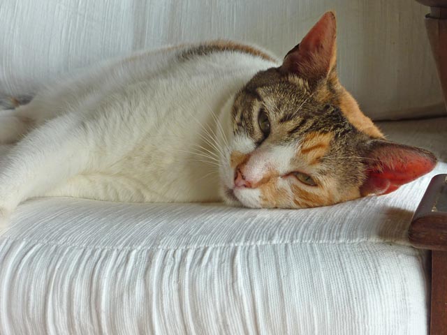 P1020339